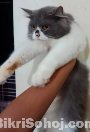 Pure Persian male cat